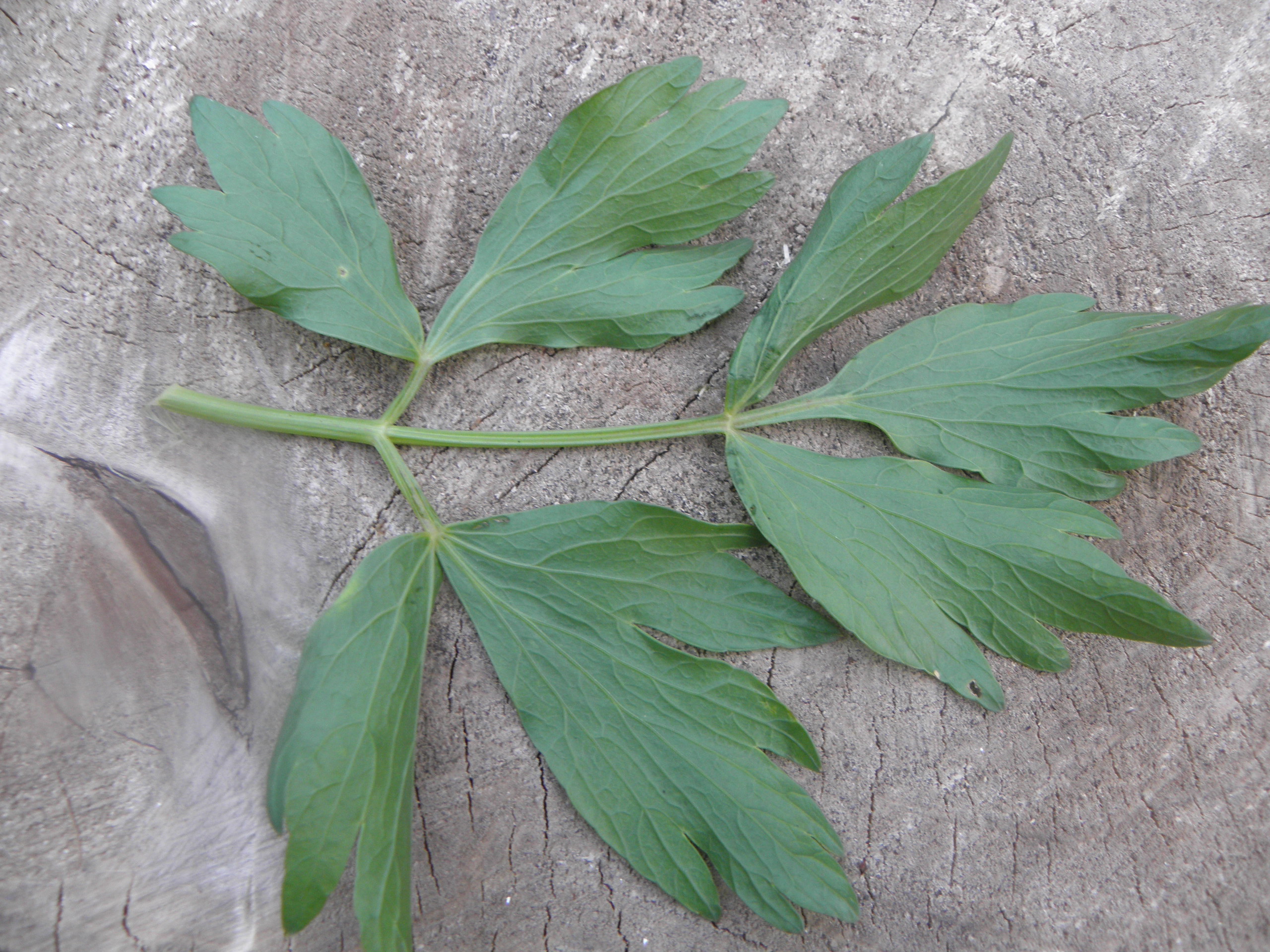 Liebstöckel - Levisticum officinale | Bienenroute